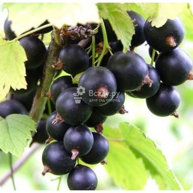 Berries of currant varieties Dubrovskaya