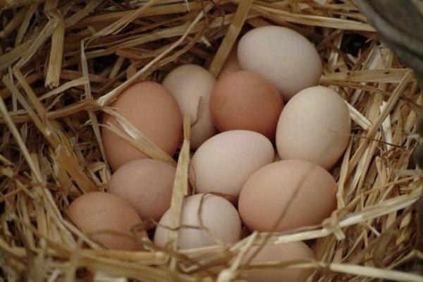 eggs for incubation