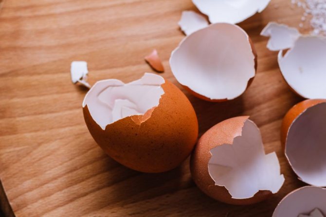 Kulit telur terutamanya sumber kalsium