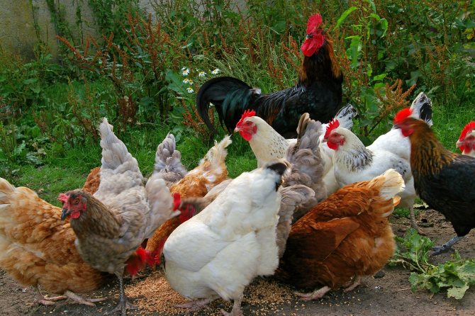 Egg breeds of chickens
