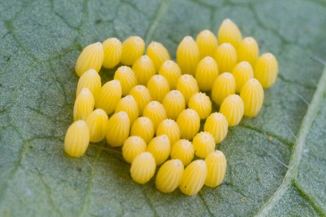 Cabbage butterfly eggs.jpg
