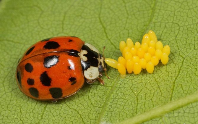 Ladybug eggs photo