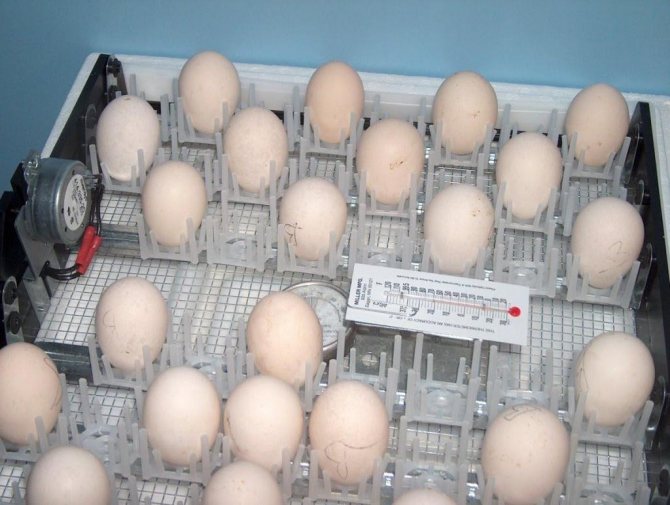 Die Eier rollen
