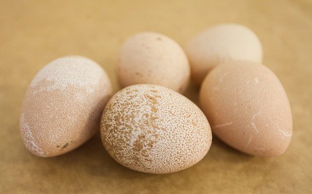 Ouă de păsări de Guineea