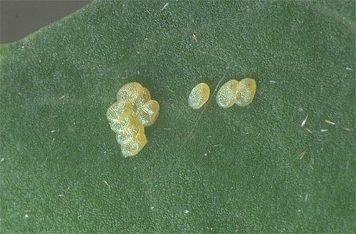 Cabbage moth eggs