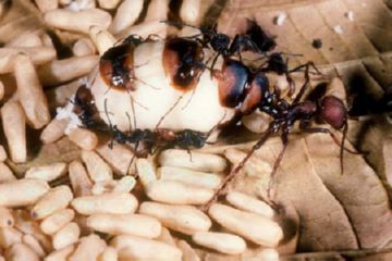 Номадски яйца от мравки