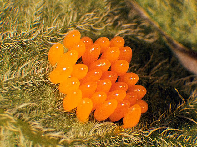 Яйца от колорадски бръмбар под лист