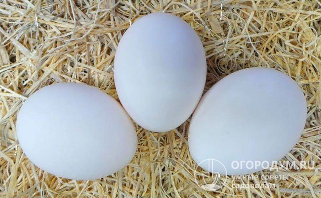 Ägg som väger i genomsnitt 55-58 g, med ett vitt starkt skal