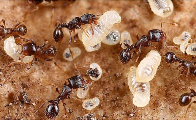 Яйца от мравки