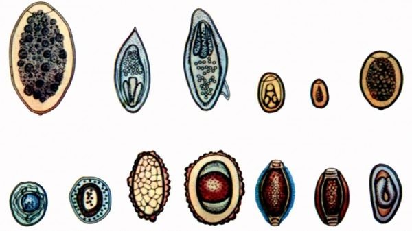 Eggs of various types of worms