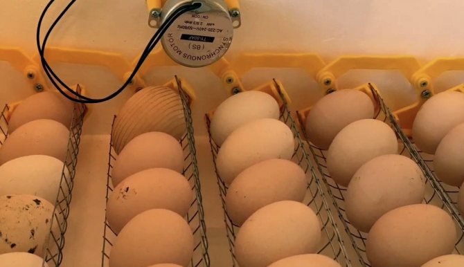 البيض في حاضنة آلية