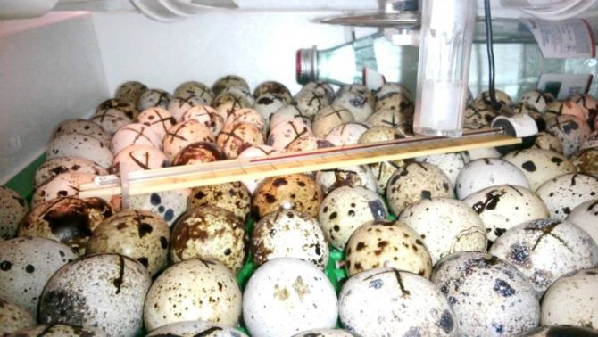 Яйцата се слагат в инкубатора или хоризонтално, или под ъгъл от 45 градуса