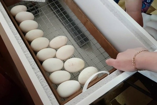 Eggs in an incubator