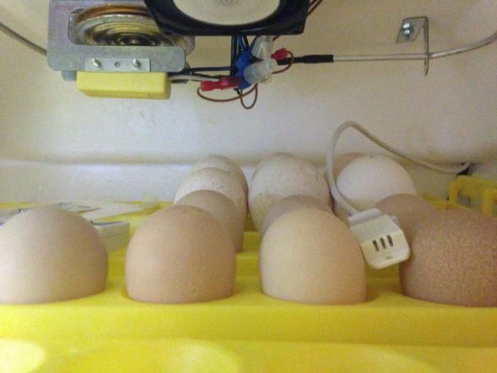Vejce v inkubátoru