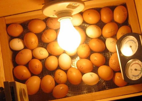 Ouă într-un incubator