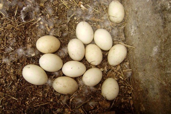 Depunerea ouălor