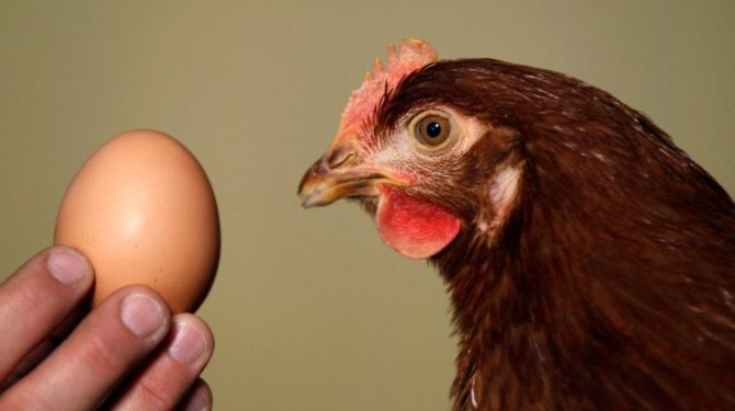 إنتاج بيض الدجاج