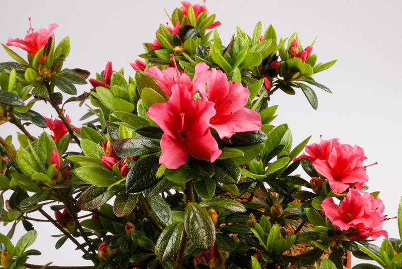 Azalee japoneze sau Rhododendron bont Rhododendron obtusum fotografie de flori