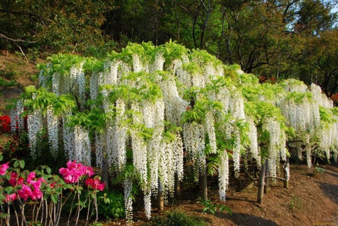 wisteria putih jepun