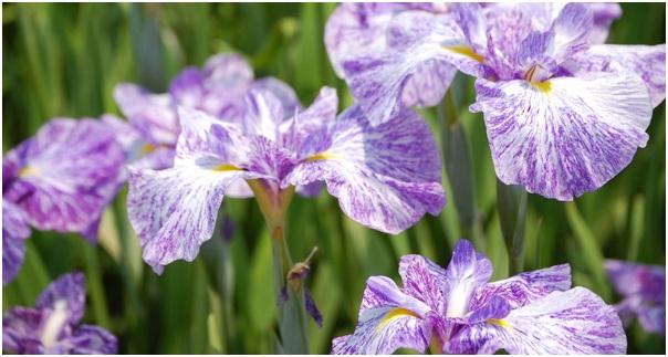 Irisi japonezi