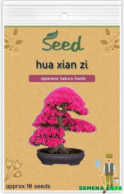 Semena japonské sakury