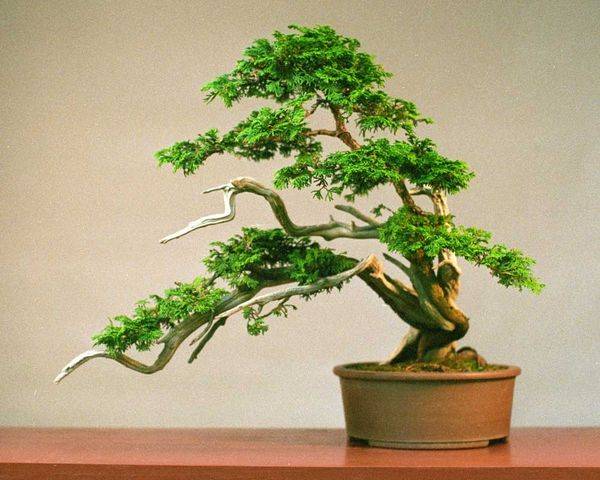 Japanese thuja bonsai