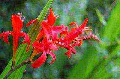 Japansk gladiolus plantering och vård i det öppna fältet