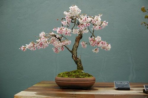 Japanskt bonsaiträd: sakura, hur man odlar bonsai, cederträ och tall, vitt träd, frön, museum, video
