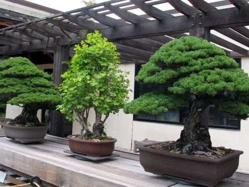 Japanischer Bonsai-Baum: Sakura, wie man Bonsai, Zeder und Kiefer züchtet, weißer Baum, Samen, Museum, Video