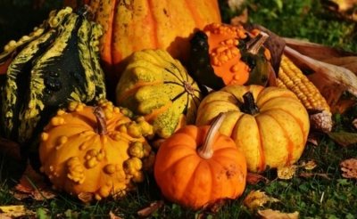 Bright and beautiful decorative pumpkin - description of varieties, cultivation, application