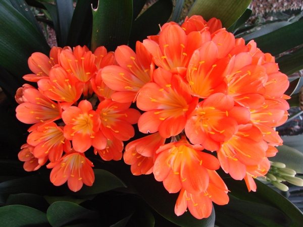 Bright clivia flowers