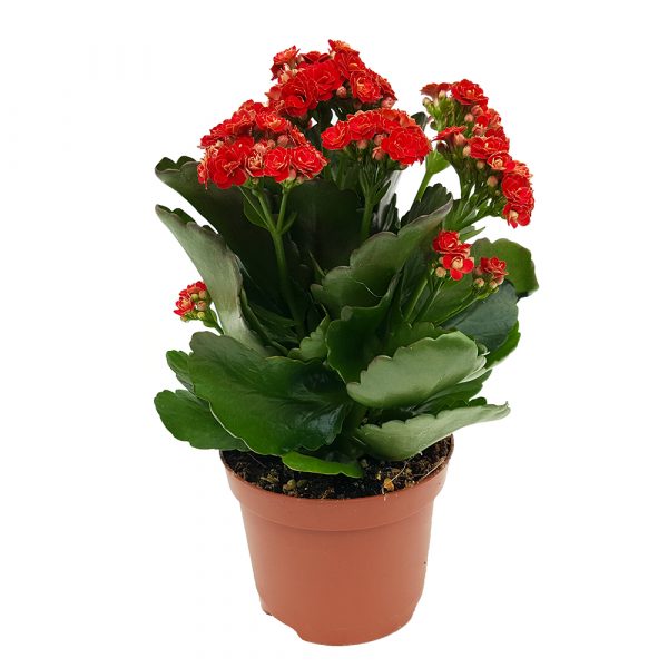 bright inflorescences of blooming Kalanchoe