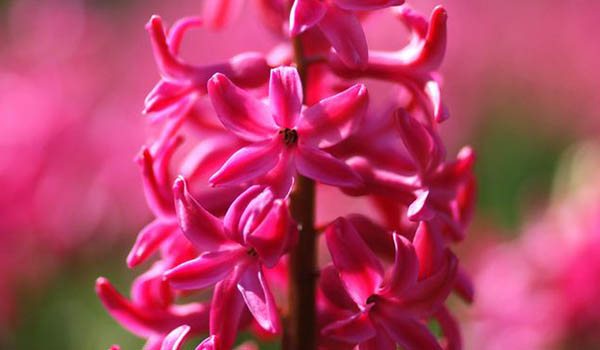 jasně červený hyacint