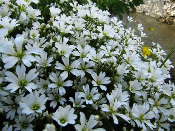 Alpine chickweed may die in a snowless winter