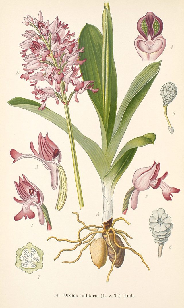 Orchis. Mga larawan, nakapagpapagaling na katangian, ginagamit sa tradisyunal na gamot at mga kontraindiksyon