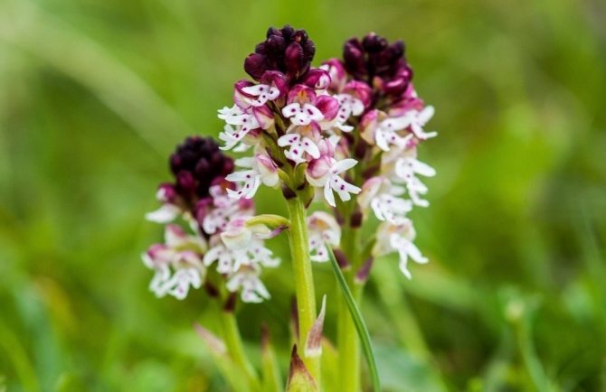 burnt orchis
