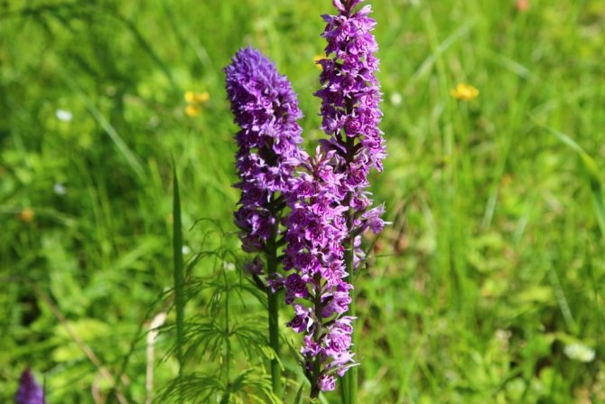 Orchis: application, medicinal properties and contraindications