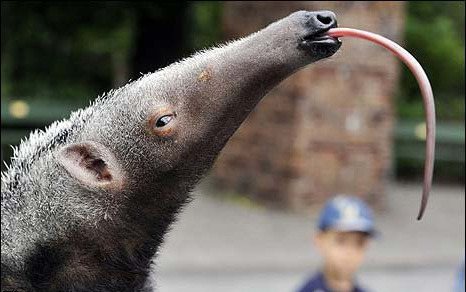 anteater tongue