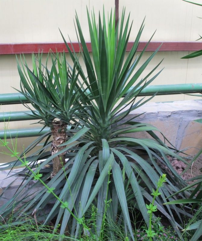 Aloe listová yucca