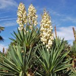 Yucca filamentous sa likas na katangian