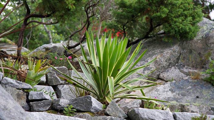 Yucca is great for decorating rock gardens, border decoration of garden paths, rocky-gravel or sandy landscape areas