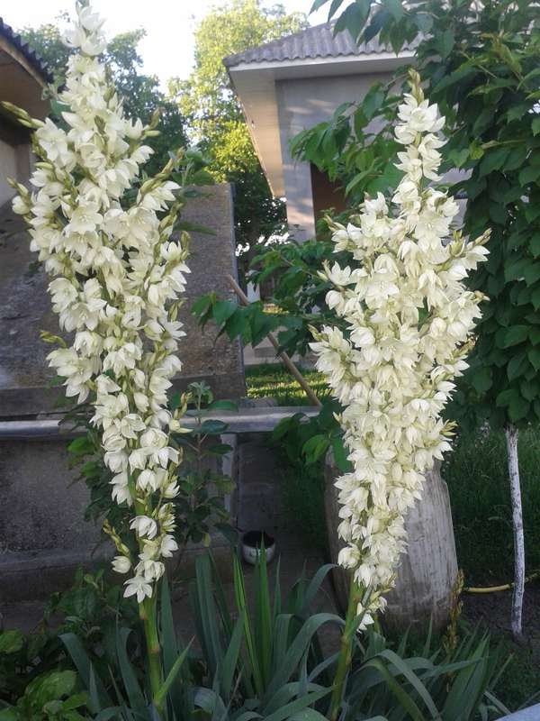 Garden yucca: planting, care, flower reproduction and popular species with photos