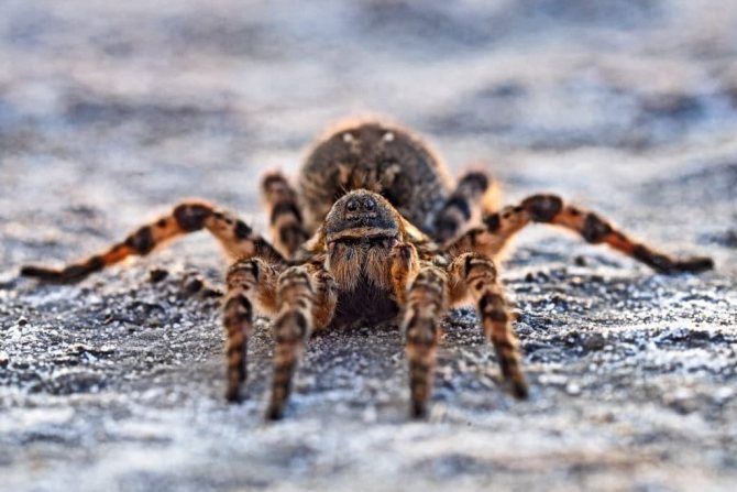 South Russian tarantula