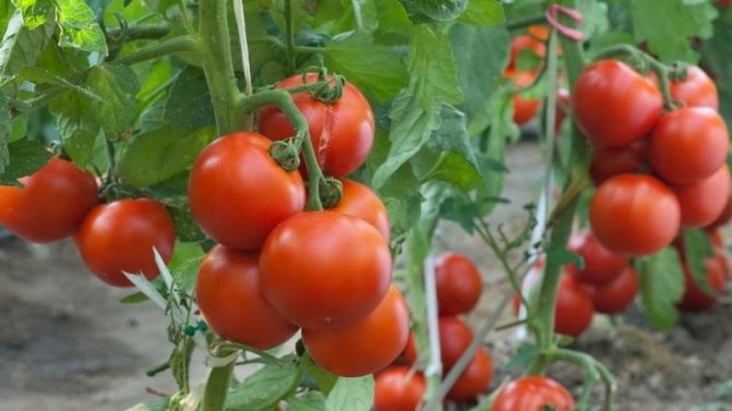'Varför alla älskar tomat så mycket