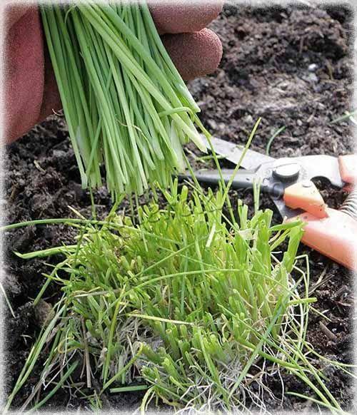 Chives can be cut 3-4 times a year or as needed