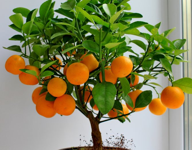 För diminutivitet kallas Fortunella "Dwarf Orange"