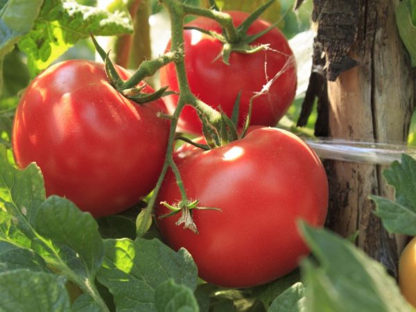 Tomater behöver noggrann vård