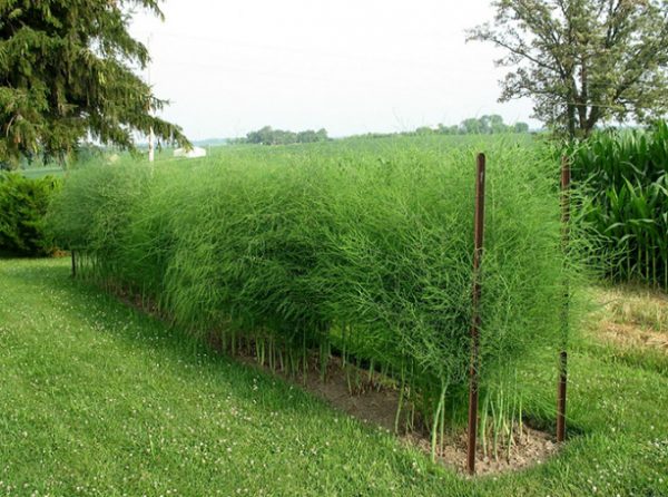 During all its time in the garden, asparagus undergoes several transplants as it develops