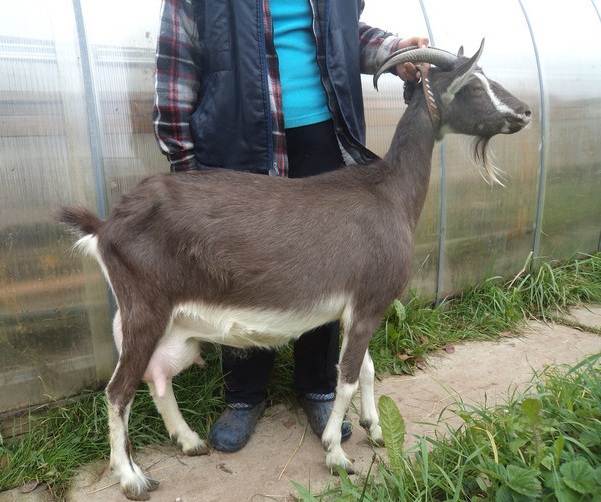 Saanen-goat-Description-features-Pros-Cons-Care-and-Keeping-In-The-Farm-5