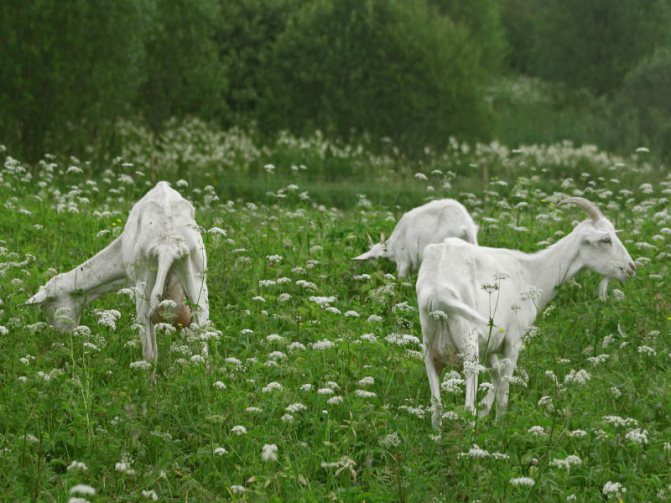 Сааненска порода кози
